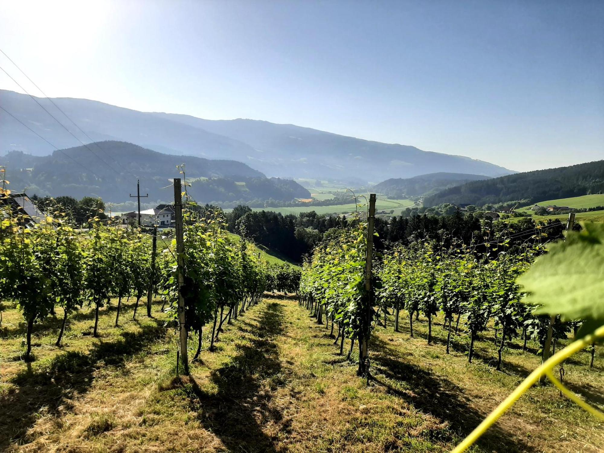 דירות Loschental Auszeit Am Weinhof מראה חיצוני תמונה